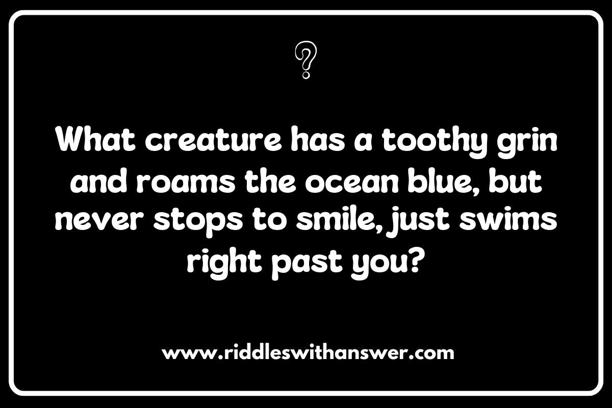 Shark Riddles: A Splash of Humor from the Ocean Shark Riddles: A Splash of Humor from the Ocean