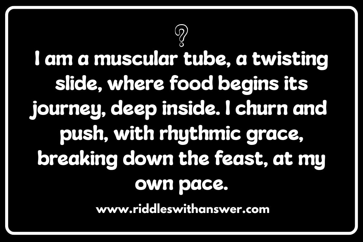Digestive System Dilemmas: Anatomy Riddles on Food Digestive System Dilemmas: Anatomy Riddles on Food